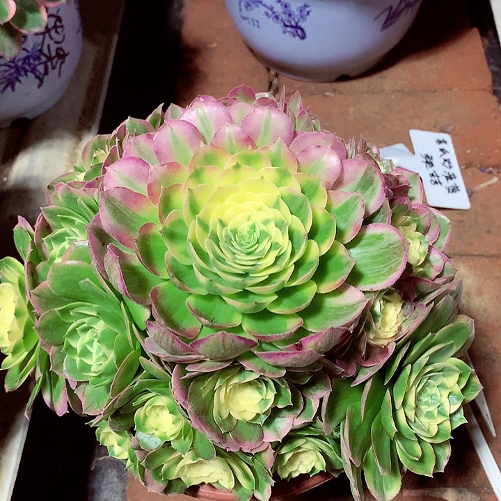 海王捧花，多肉植物