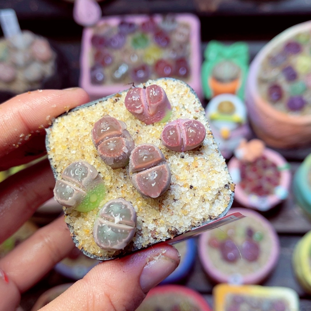 449生石花带盆发1