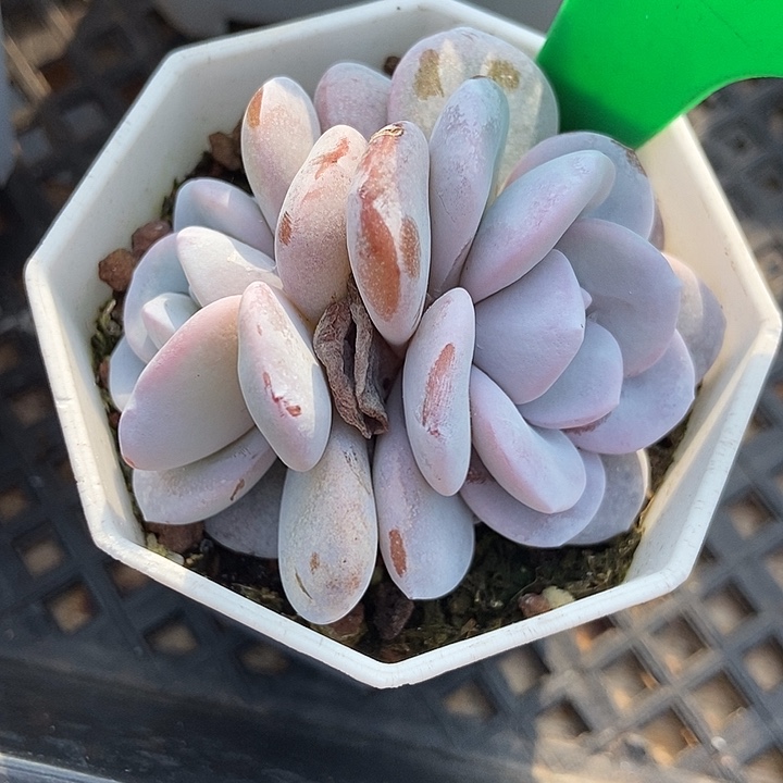 A***夏多肉植物雪莲1042多肉