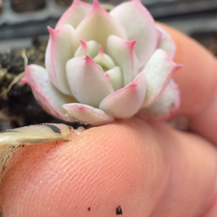 粉水晶锦一物一拍237