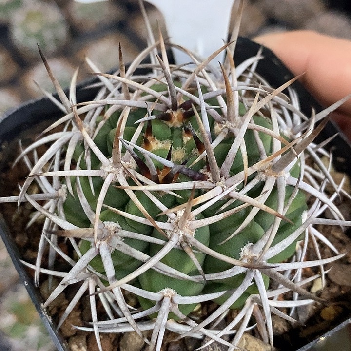 孤品实生控养五十铃碧岩玉20号