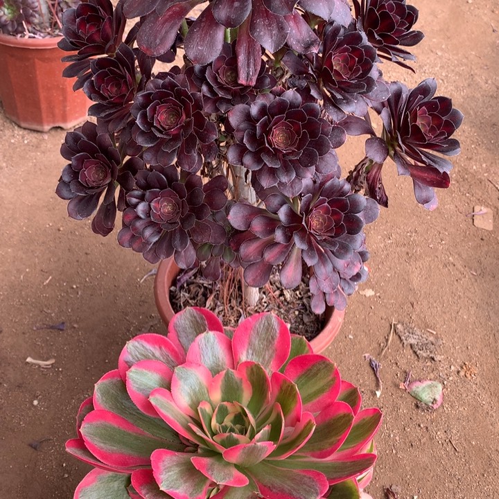 不包损536号晚霞妖月