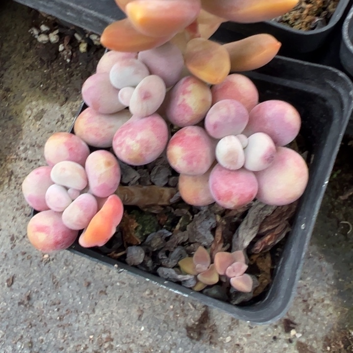 桃蛋多肉植物21多肉植物