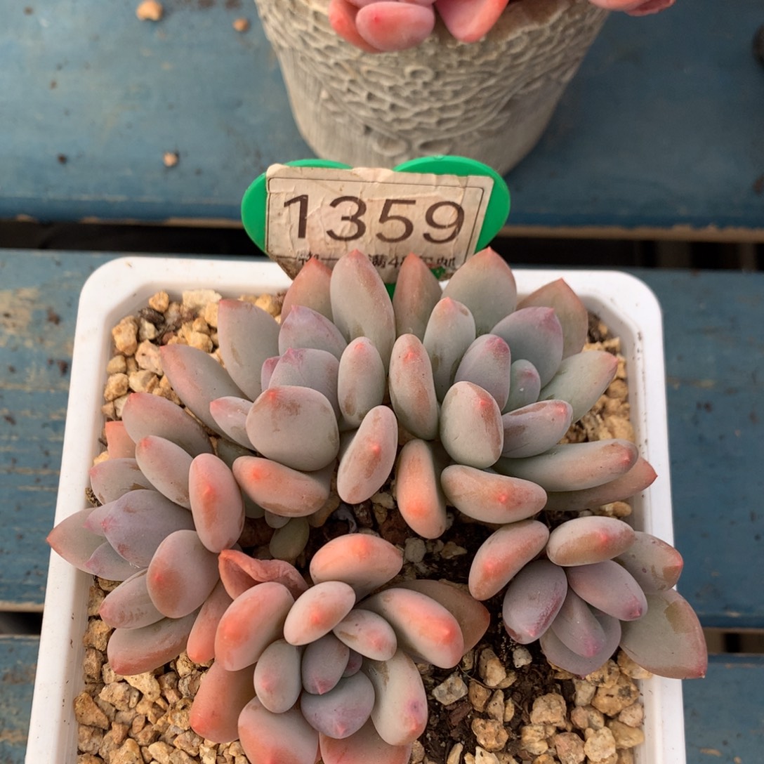 珍舞奶酪无砍平头1359