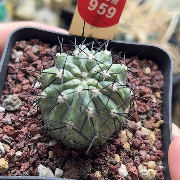 自根萝卜根上蜡优选黑王丸3.4cm