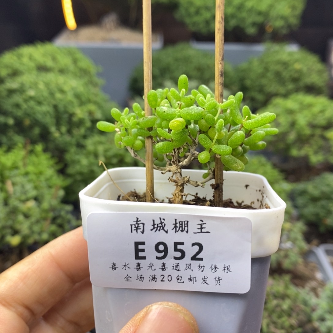 952蜜橘糖球枝干