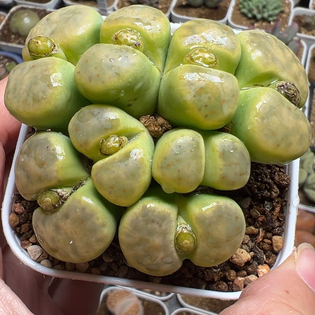 奶油绿神迪群多肉植物百科