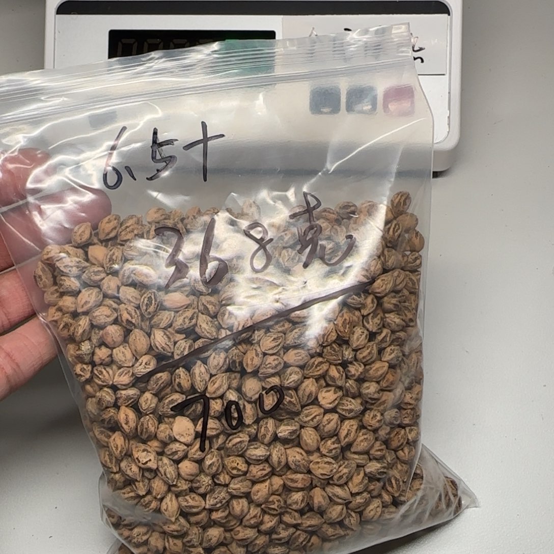 山***风柏香籽/百香籽吊坠