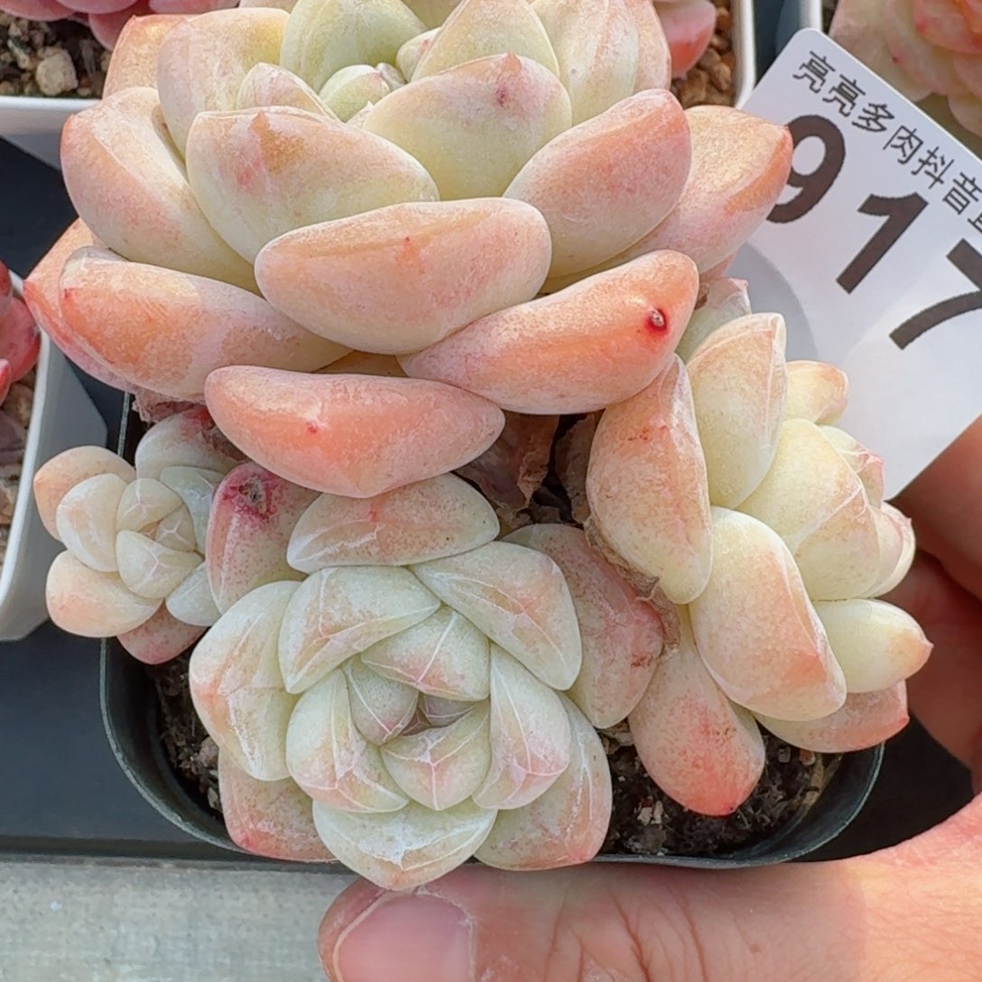 秒         精品多肉