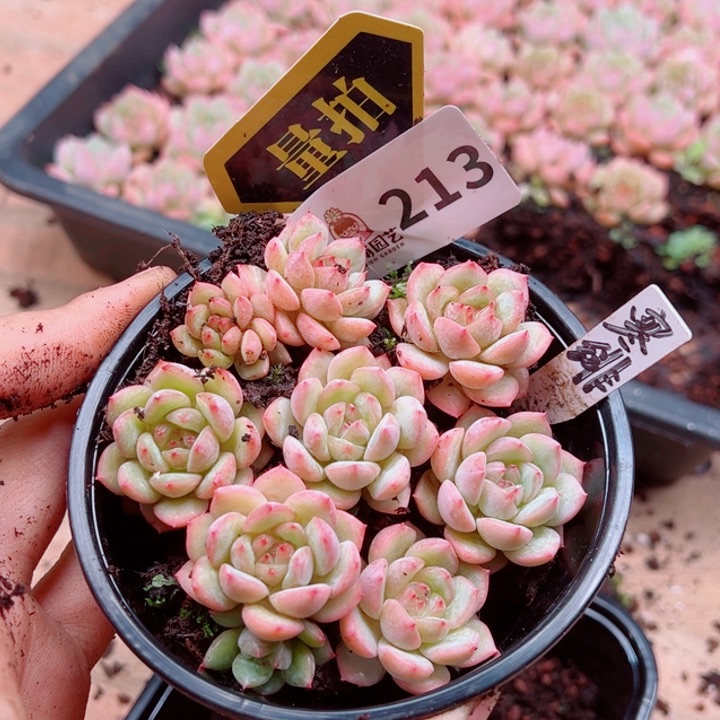 多肉植物多肉植物