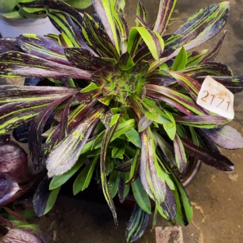 水墨丹青多肉植物2171