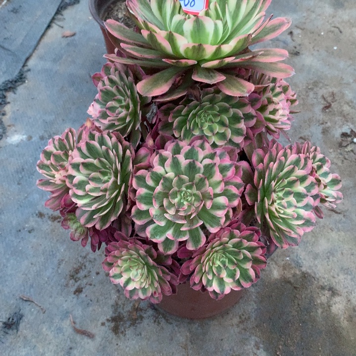 永***你不包损468号白月光老桩