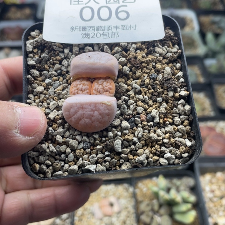 佳人 园艺 上福利啦拿铁006