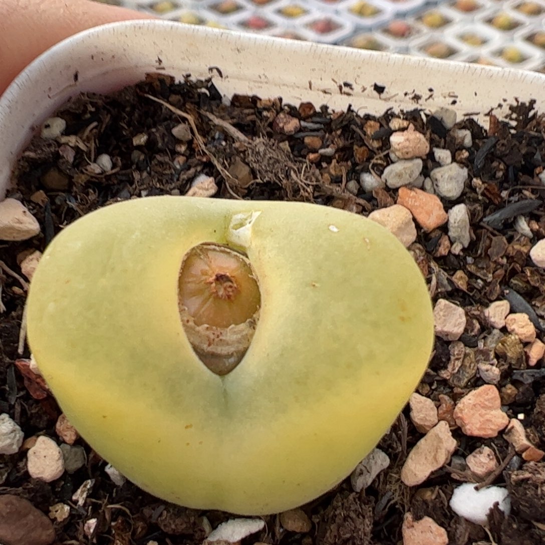 多肉植物百科258