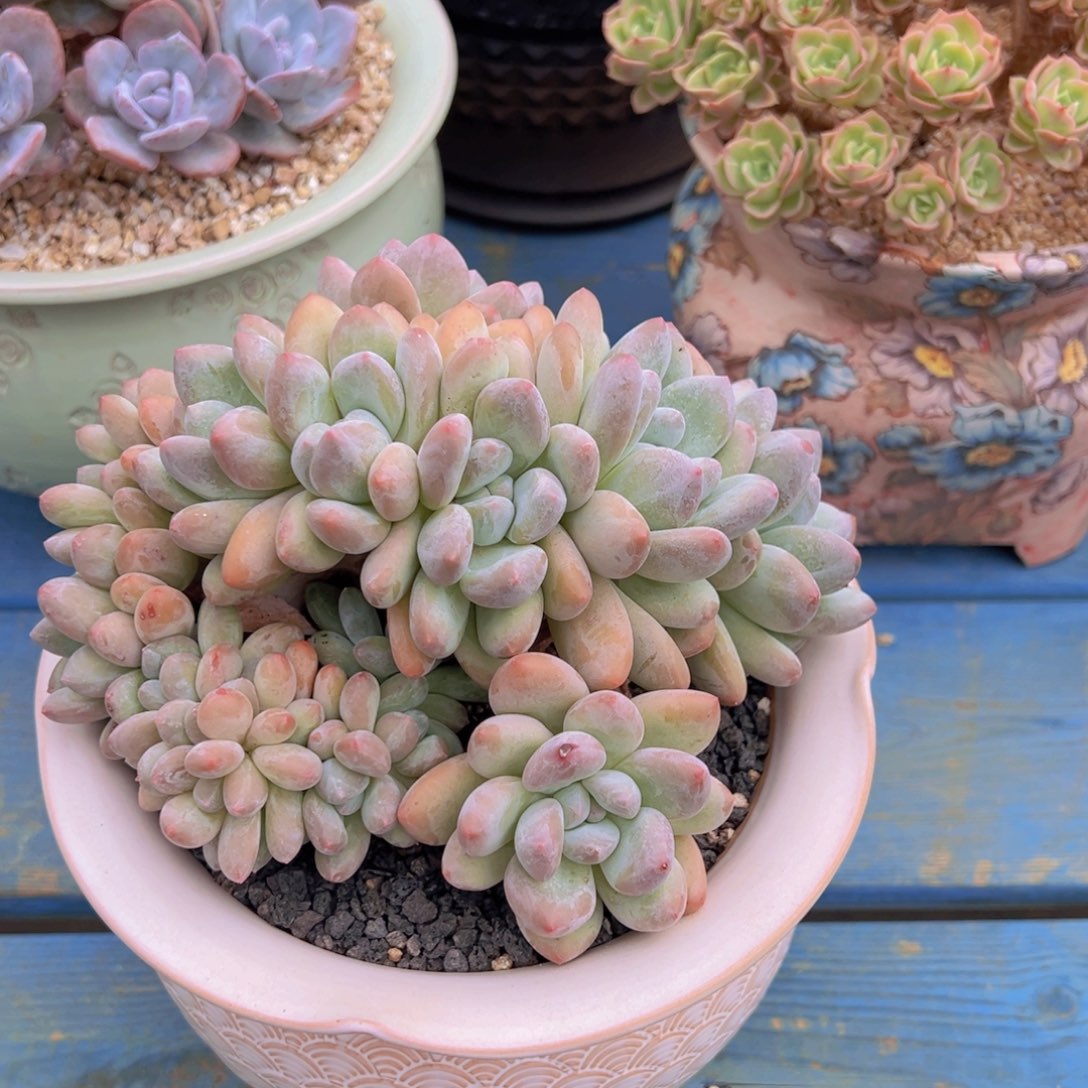 一物一拍多肉植物