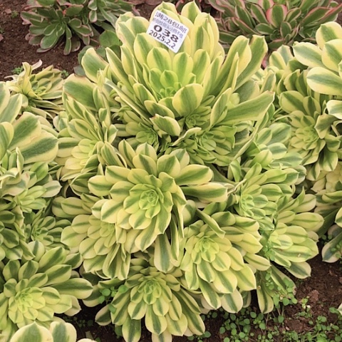 2.2-38金丝多肉植物