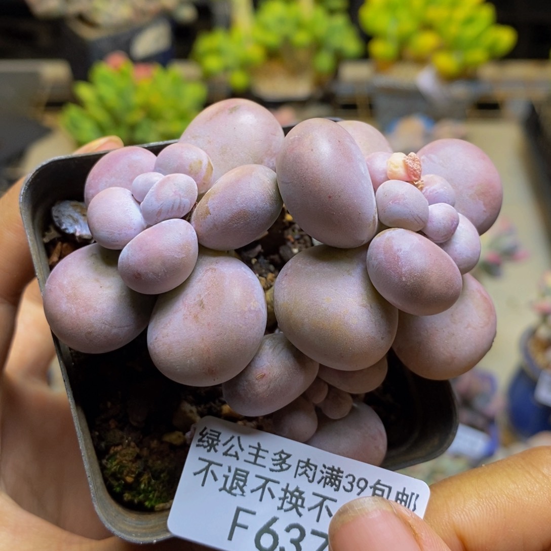 637芭比奶多肉7cm