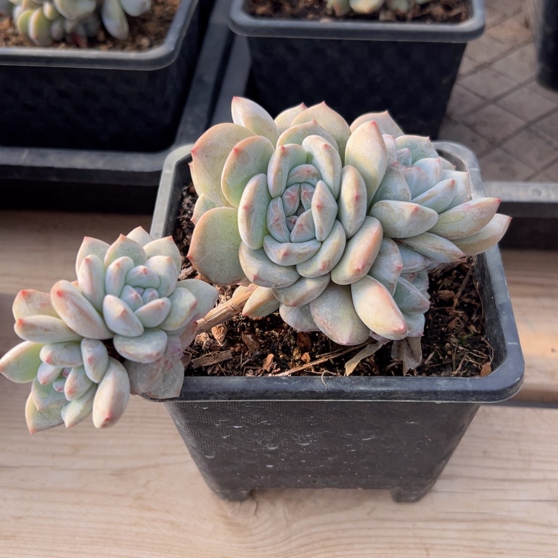 新年快乐 新年快乐