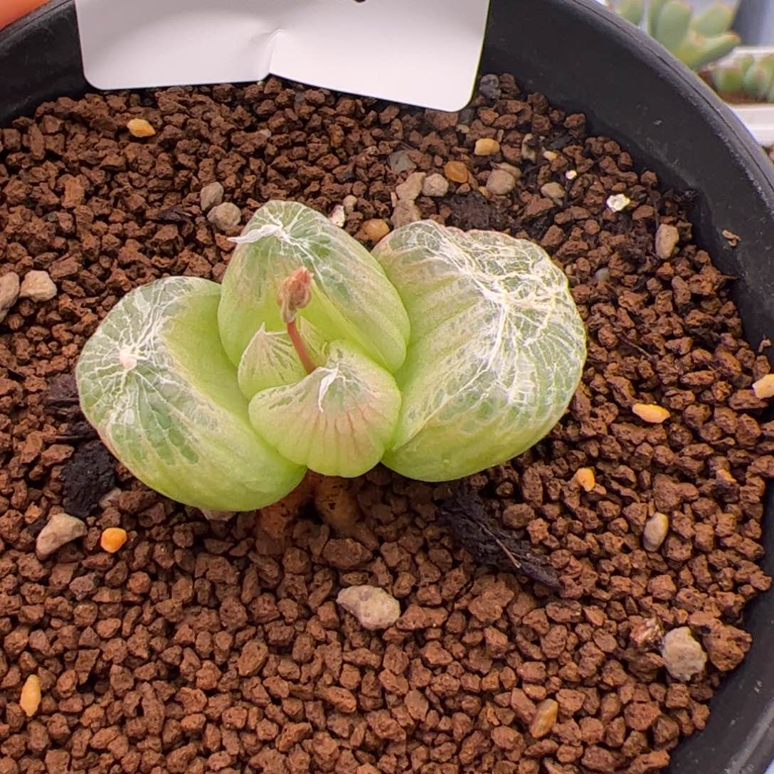 165号佛座崫2.7多肉