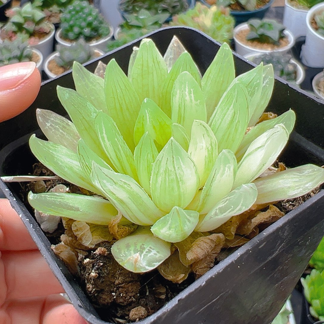 玉露锦多肉多肉多肉多肉