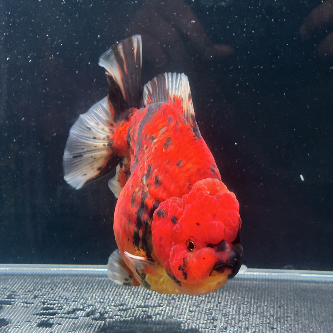 短尾将军泰狮，不包邮