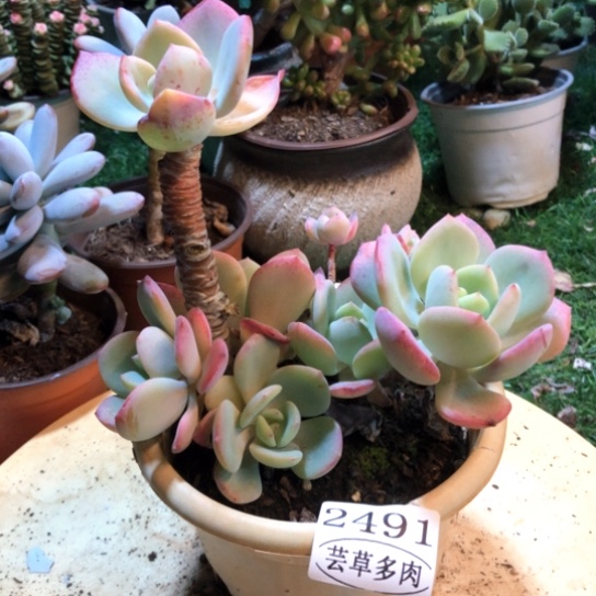 白月光，2491，一物一拍