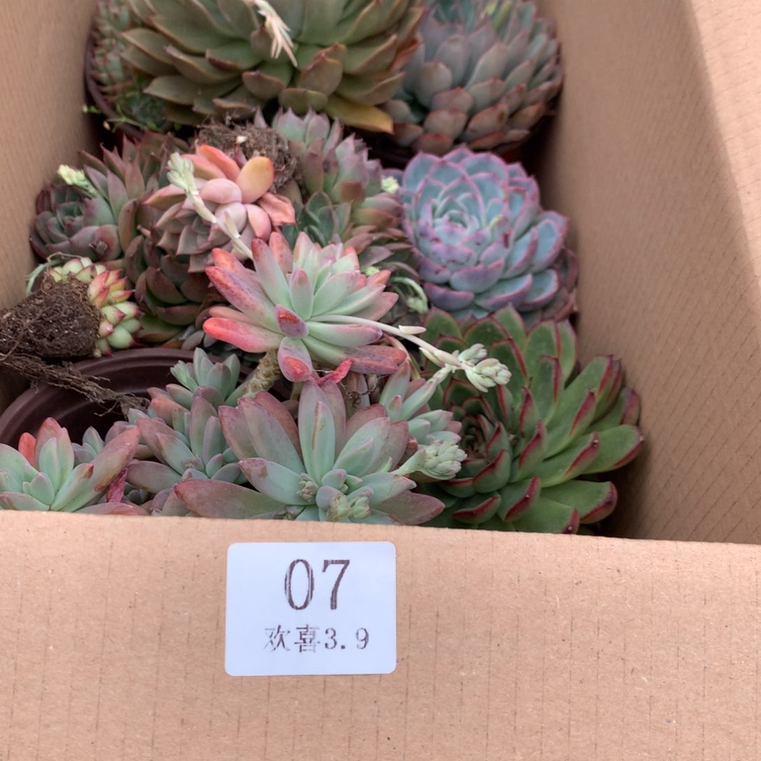 花*07一箱十棵不重复