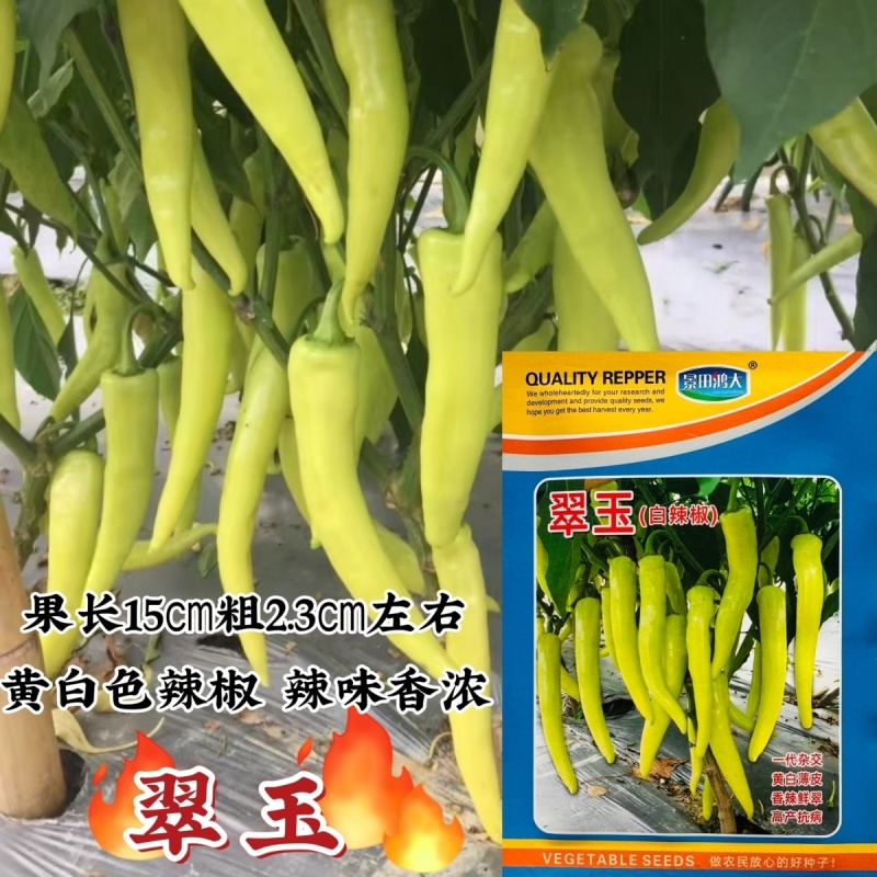 翠玉白辣椒种子一代杂交黄白色辣椒种籽辣味香浓泡椒种子基地专用