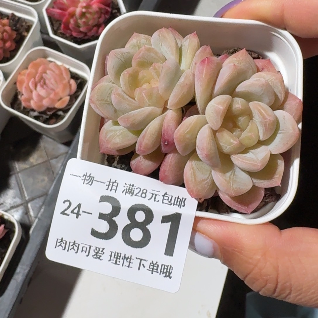 优选珍妮无盆土发货无