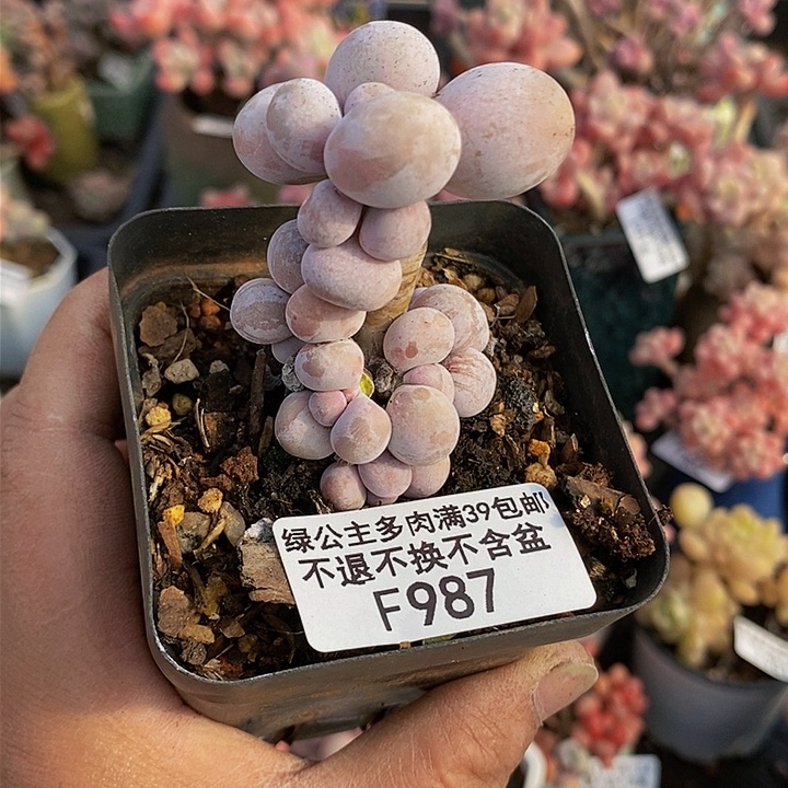 橙奶树987多肉植物