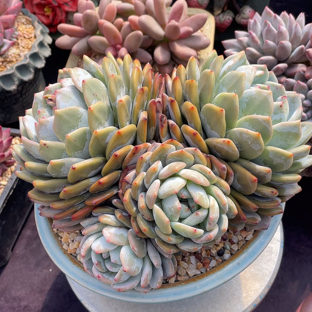 橙梦露多肉脱土包邮