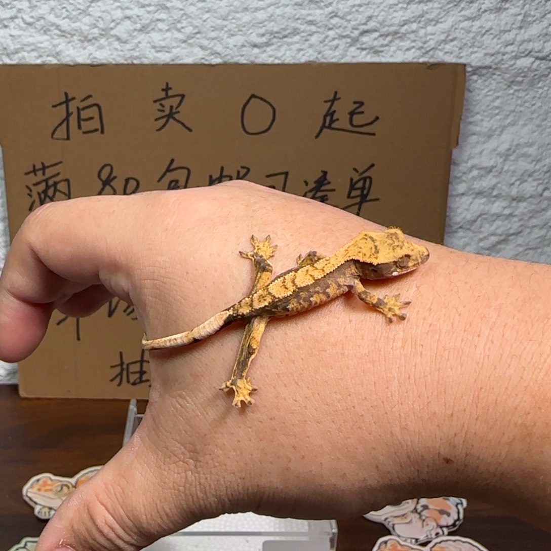 豹纹守宫睫角苗公母未分