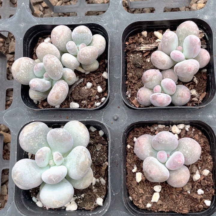套餐组合4颗一组满18包邮