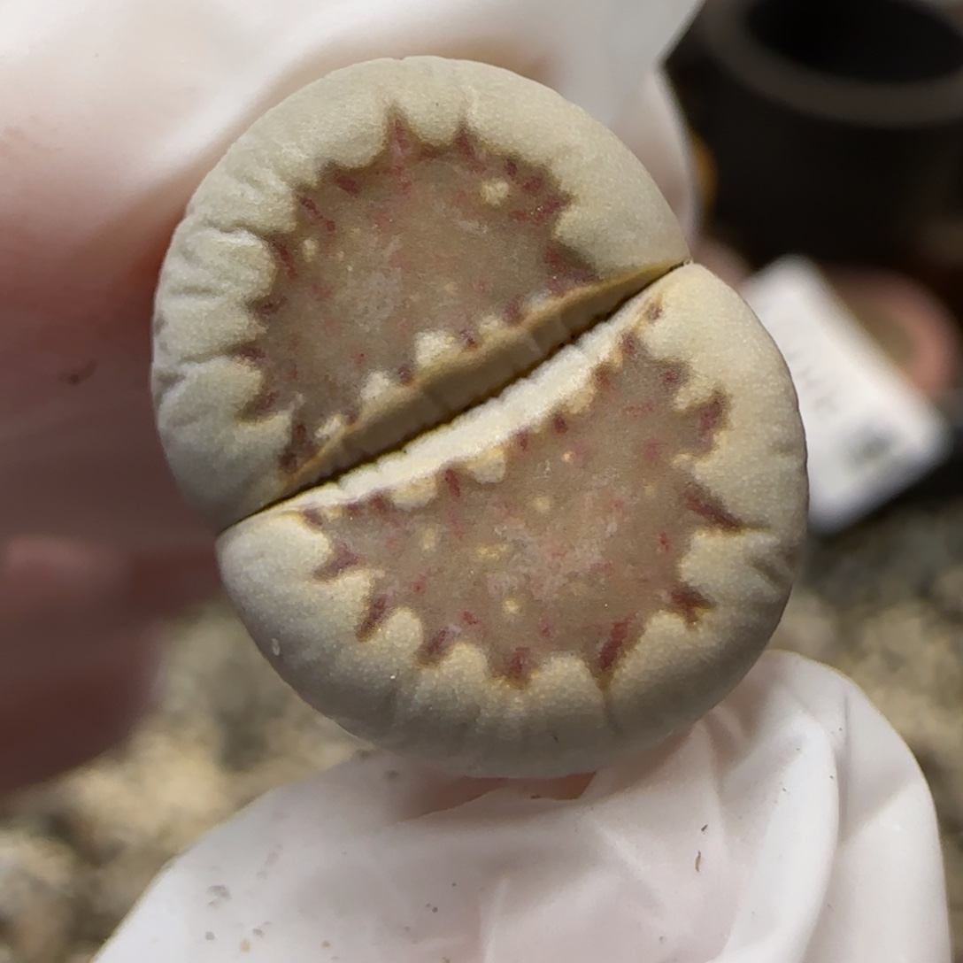 12.9.1621.013饼干.9010尺寸1.5cm