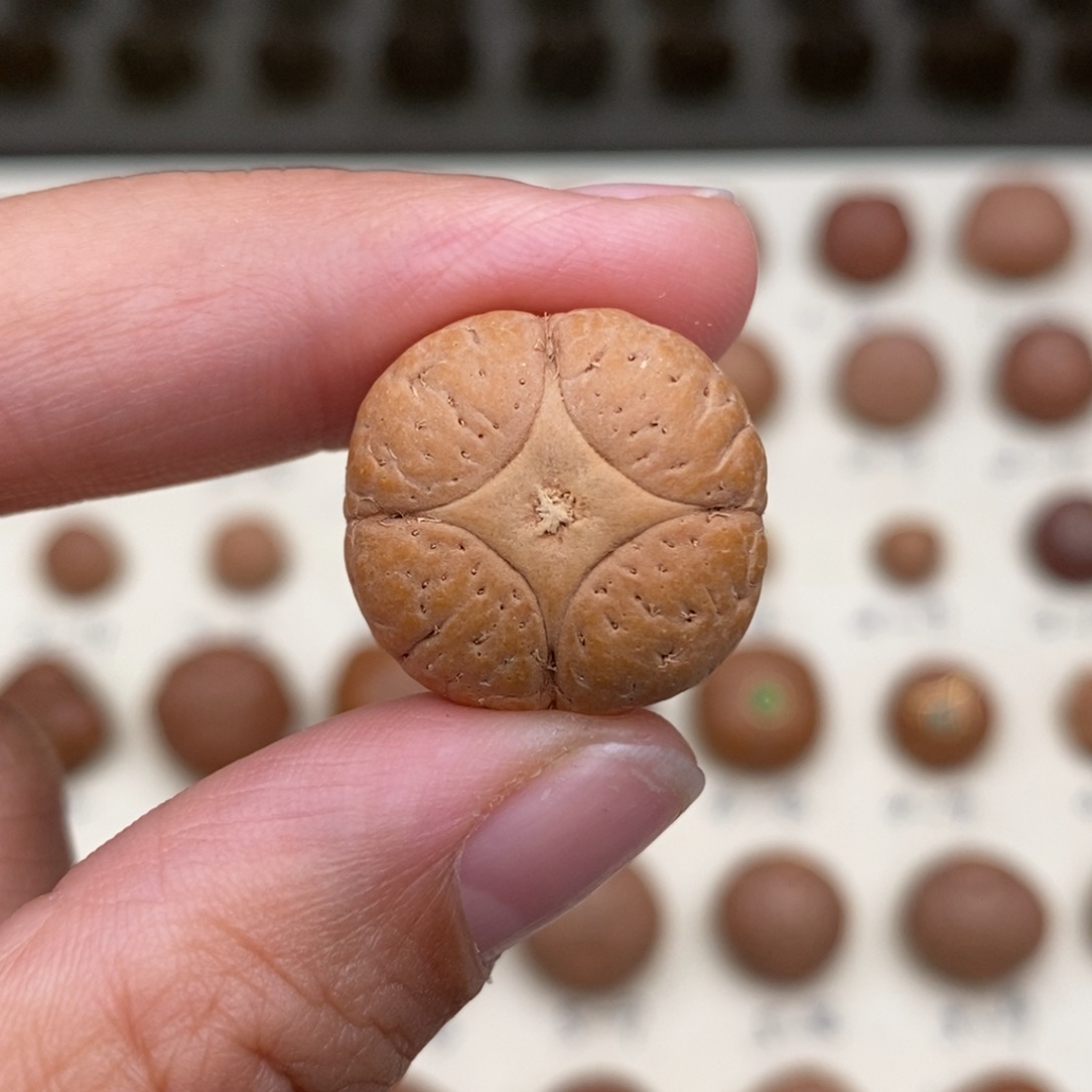 胖***油吊坠凤眼菩提麒麟