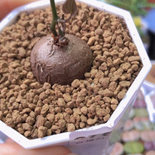 2758，2.5厘米龟甲龙