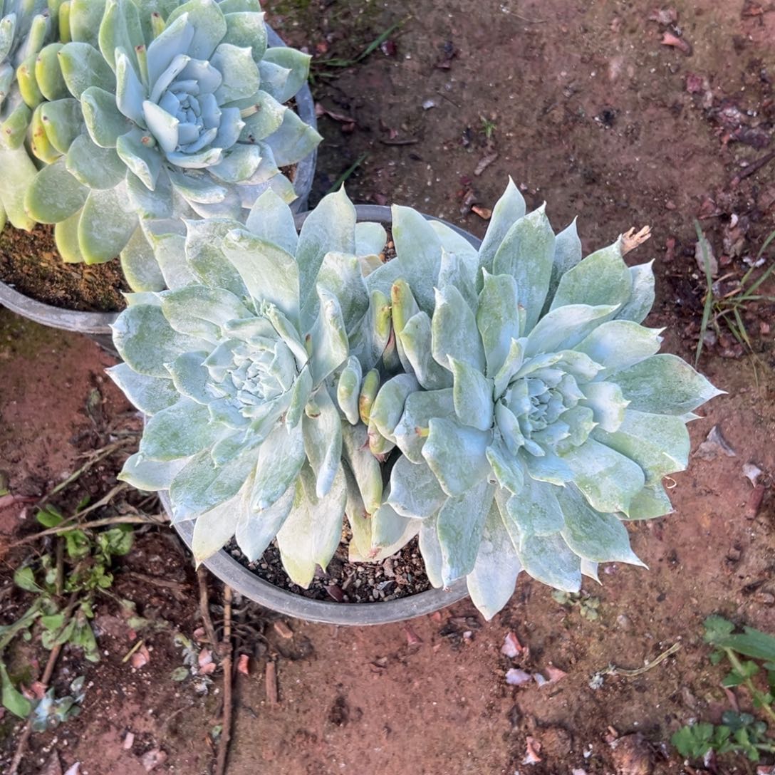 爱***桃谢谢姐姐～一物一拍2896