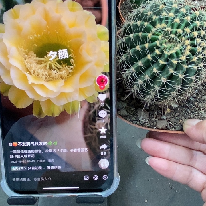 香香绿黄白6公分左右