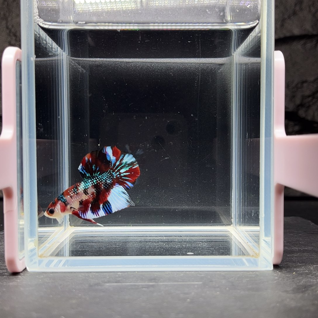 海水鱼宙斯斗鱼竞拍12-03