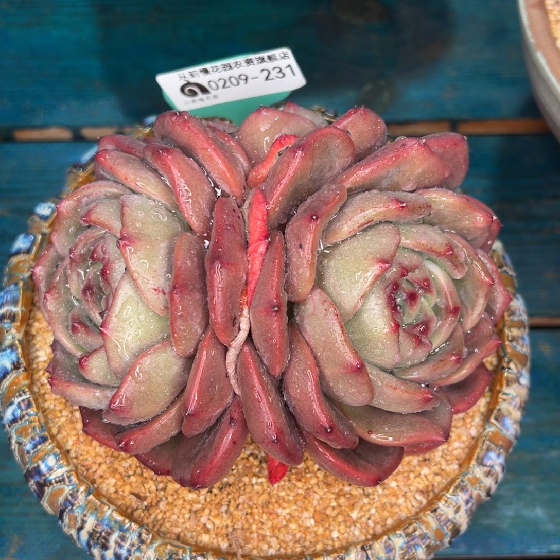 从前慢多肉精选编号0209.231