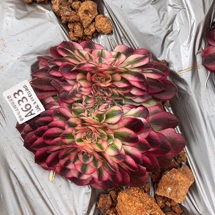 633倾城多肉植物