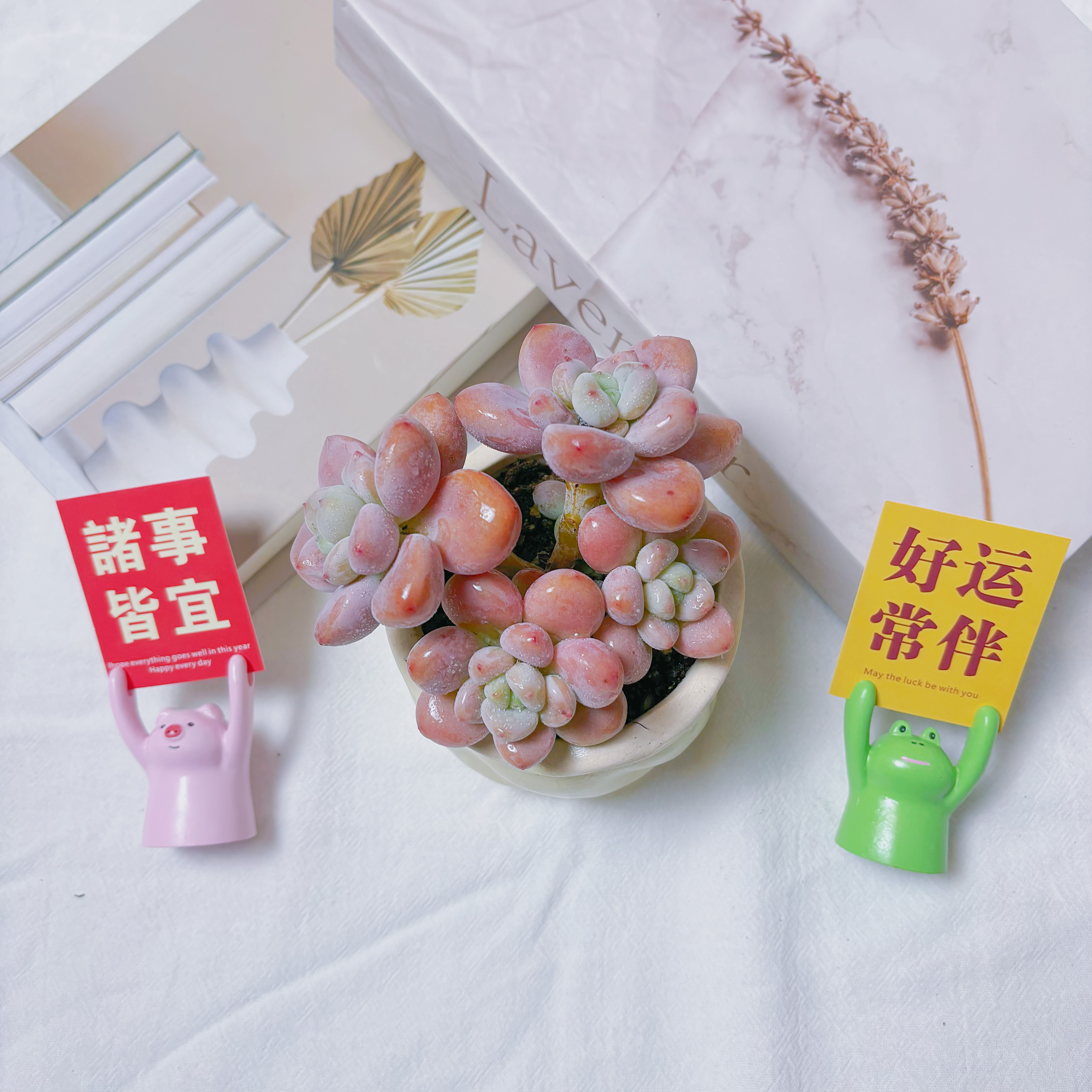 香水洛神桌面多肉植物办公室阳台新手好养皮实净化空气带陶瓷盆发