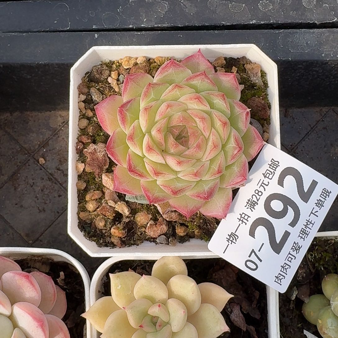 麦秆无盆土发货无