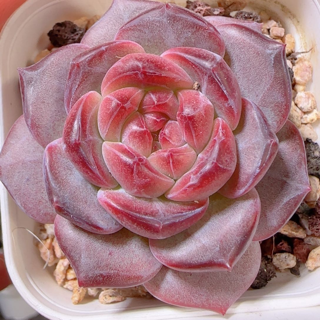 花语多肉1209-382天使珍妮