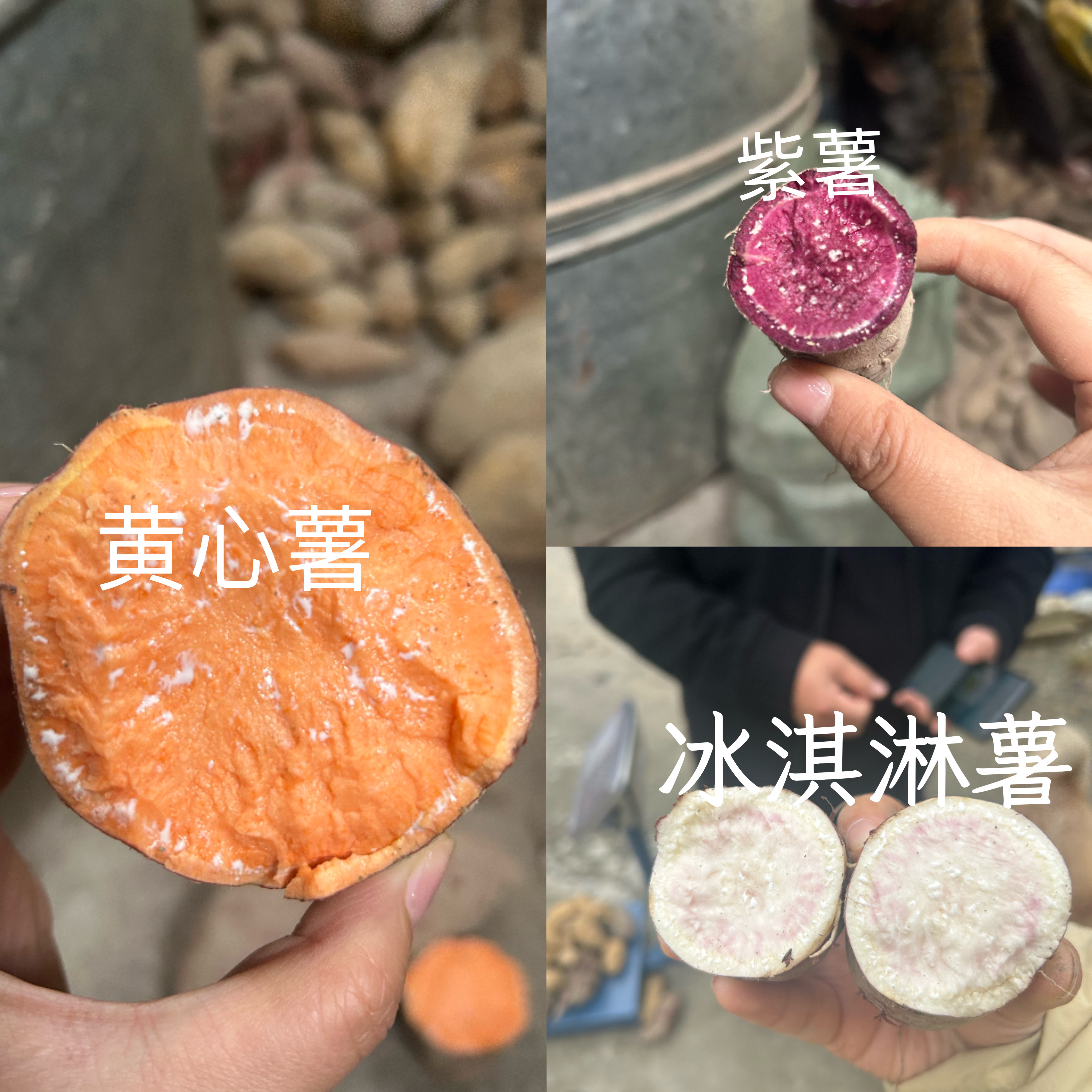 正宗贵州梯田红薯软糯香甜新鲜现挖产地直发