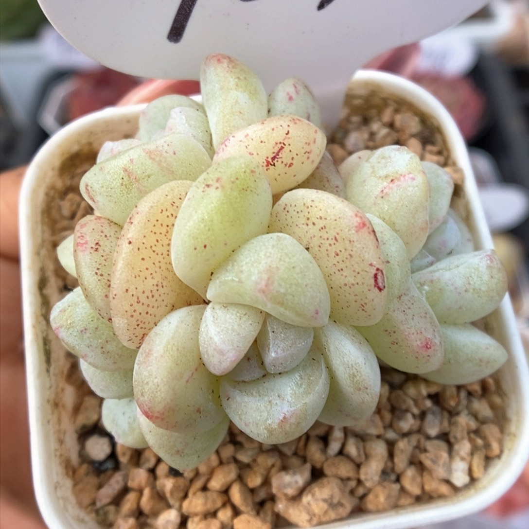 冰玉石化群生789号