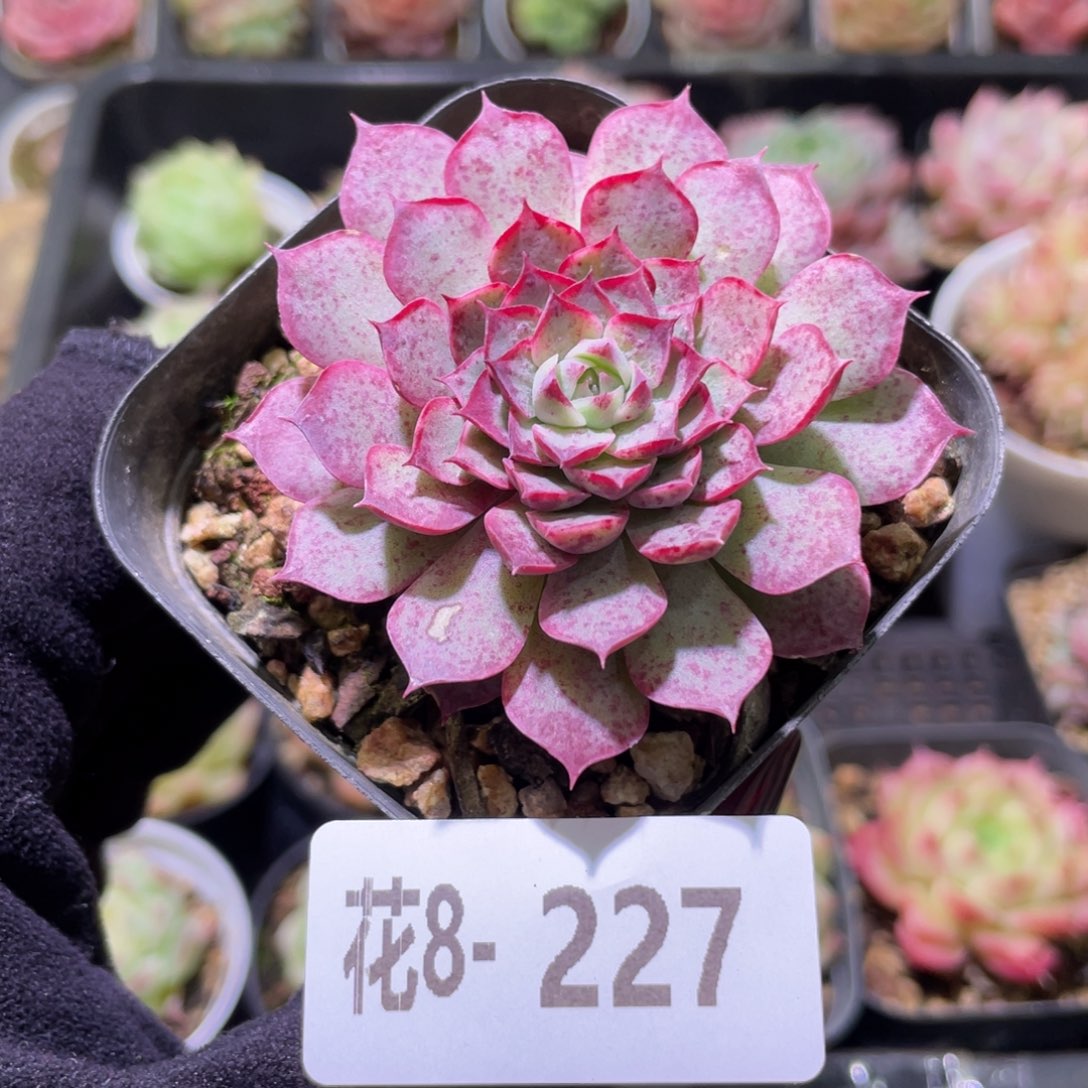 花利美8-227新品单头