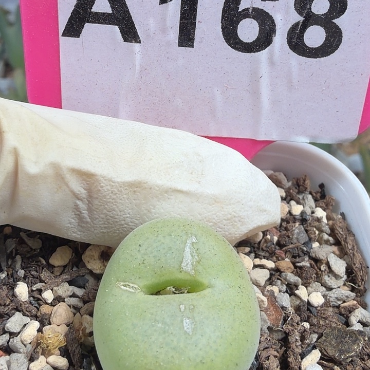 168¥8888888888999¥¥¥