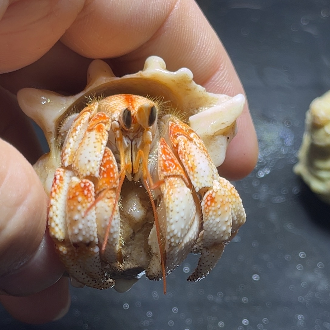 闪10号毛球2.5口径
