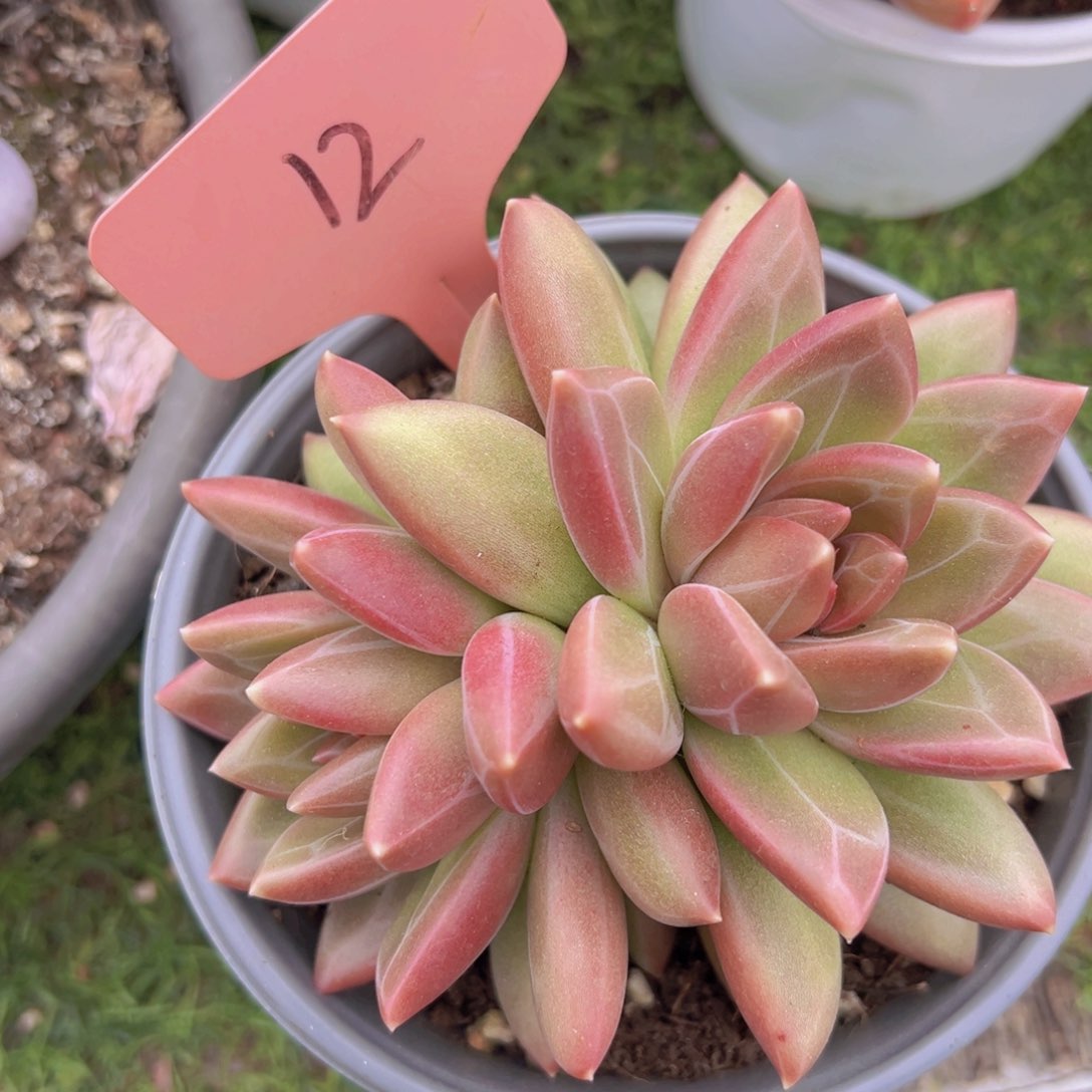 香玉的故事是一个人的